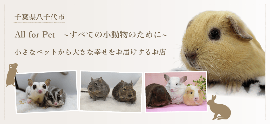 千葉県八千代市 All for Pet　~すべての小動物のために~ 小さなペットから大きな幸せをお届けするお店